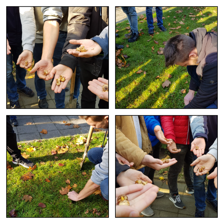PROJEKT KROKUS