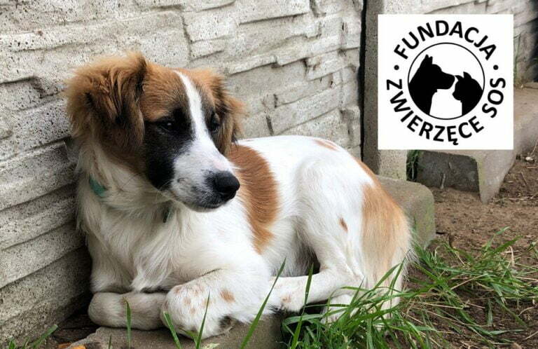 Fundację Zwierzęce SOS